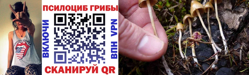 ссылка на мегу онион  Дмитриев  Псилоцибиновые грибы Cubensis 
